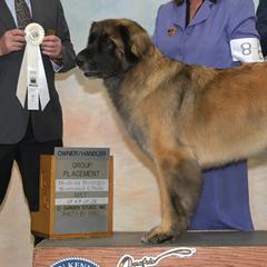 Charlotte - Leonberger