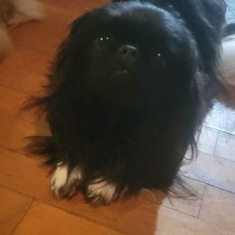Minx - Pekingese