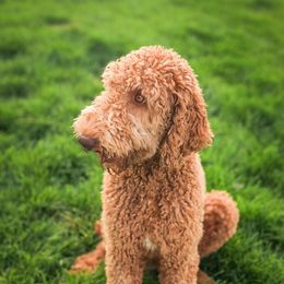 Tawny - Poodle