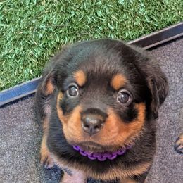 Girl 3 - Black and mahogany female Rottweiler puppy in Whitney, Texas from Prairie Valley Rottweilers