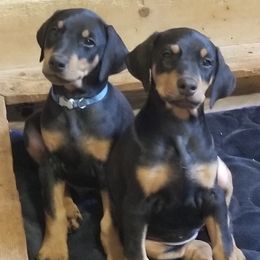 Doberman Pinscher Puppies from DeeRun Doberman's
