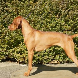Vizslas from Echo Vizslas