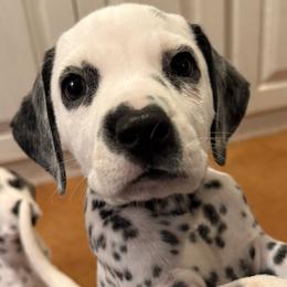 Cosmo - White and black male Dalmatian puppy in Albuquerque, New Mexico from Storm & Blue's Dalmatian Pups