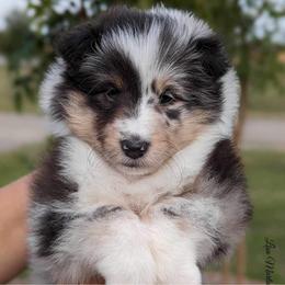 Shetland Sheepdogs and Whippets from Jessica's Pups