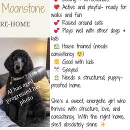 Moonie     Formerly Moonstone - Blue female Poodle puppy in Mesa, Arizona from New Beginnings Standard Poodles