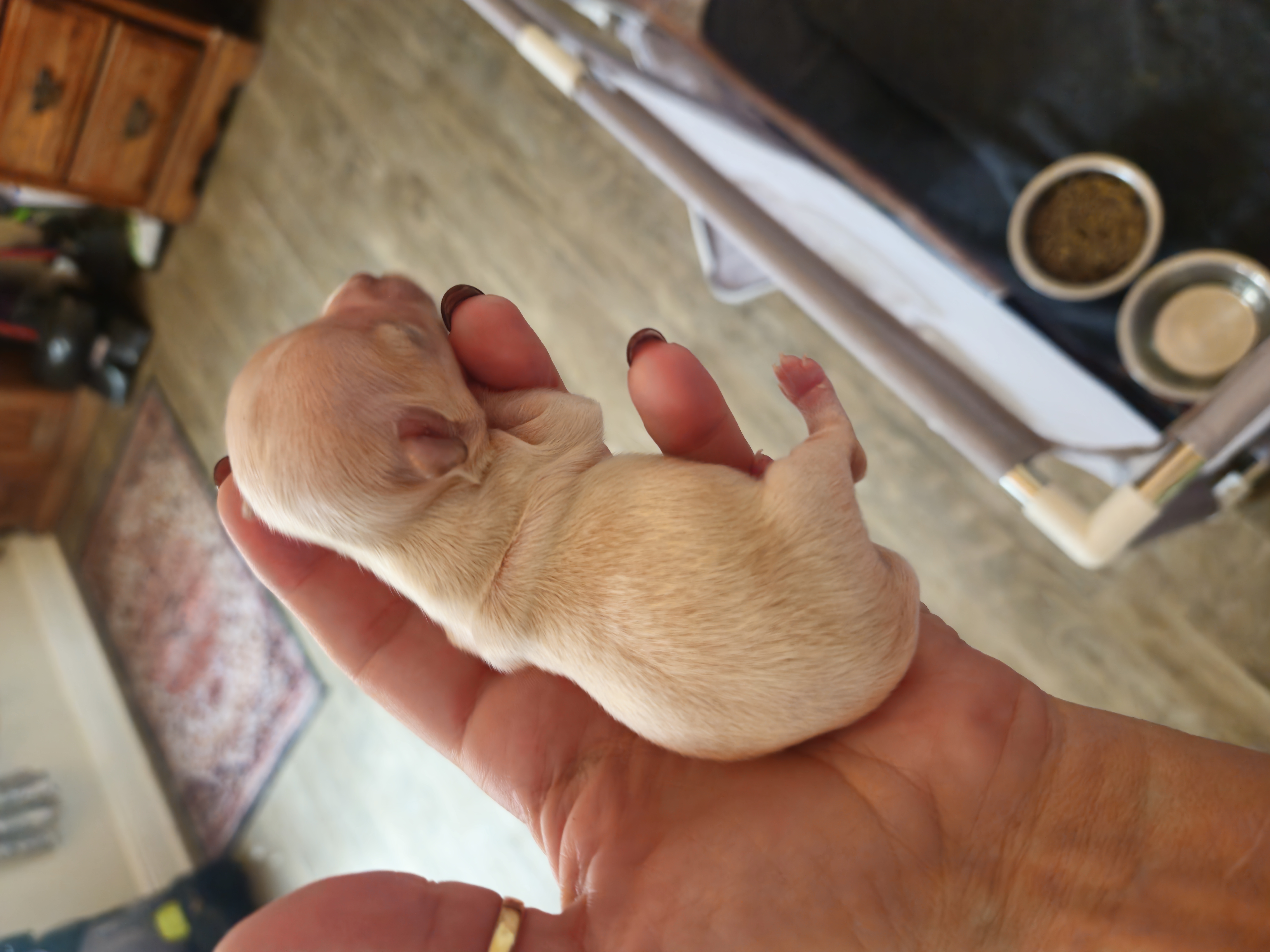 Chihuahua Puppies from Chihuahua Angel Babies