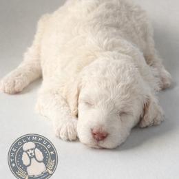 Luna - White female Poodle puppy in Spring Hills, Florida from The Olympus Standard Poodle