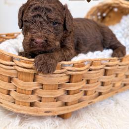 Papa John Chocolate English - Chocolate male Goldendoodle puppy in Grove, Oklahoma from Guinn Family Farms