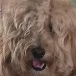 Fee - Goldendoodle