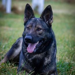 Anna - German Shepherd