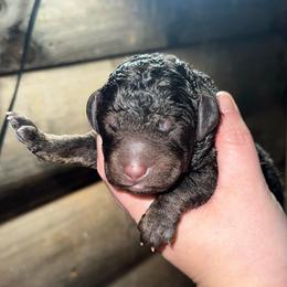 Romeo - Chocolate male Goldendoodle puppy in Nathalie, Virginia from Deez Doodles