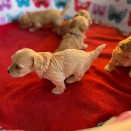 Maltese, Maltipoo, and Poodle Puppies from Healing Pawz LLC