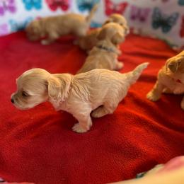 Maltese, Maltipoo, and Poodle Puppies from Healing Pawz LLC