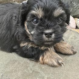 Pepper - Black gold and white female Shihpoo puppy in Howard City, Michigan from Petite Joie Puppies