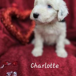 Margo - Gray and white female Old English Sheepdog puppy in Sutherlin, Oregon from Sapphire Eyes Sheepdogs