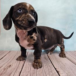 Louie - Dapple male Dachshund puppy in Florence, Arizona from Doxie Town Az