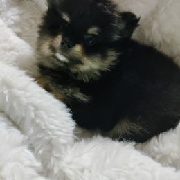 Pomeranian Puppies from Cutie Poms