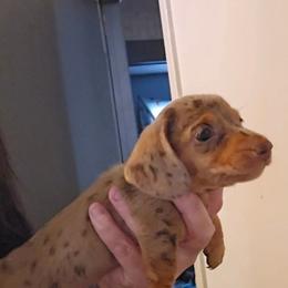 Boy 5 - Dapple male Dachshund puppy in Lansing, Michigan from Black Thunder 517 Dachshunds and frenchies