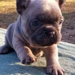 French Bulldog Puppies from The Frenchie Revolution