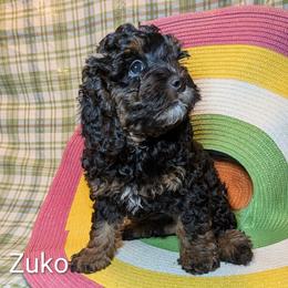 Zuko - Black and tan male Cockapoo puppy in Sunset, Louisiana from Cano Cockapoos