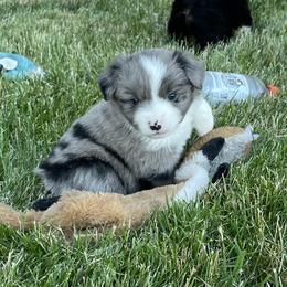 Miniature Australian Shepherds from Yaw's Mini Aussies