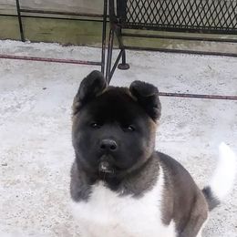 Akita Puppies from BleuMoon Akitas