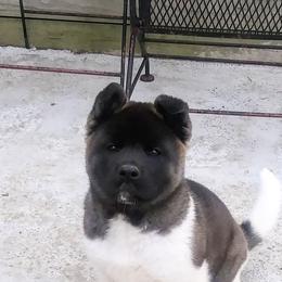 Akita Puppies from BleuMoon Akitas