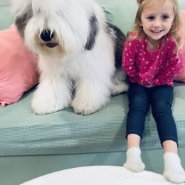 Old English Sheepdog Puppies from Bumblebears Old English Sheepdogs