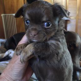 Macy Reese(now - Chocolate female Chihuahua puppy in Amelia, Virginia from Pannell’s Precious Pups