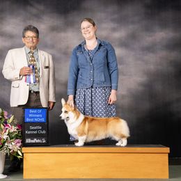 Pembroke Welsh Corgi Puppies from Rain City Corgis