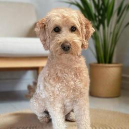 Coco - Goldendoodle