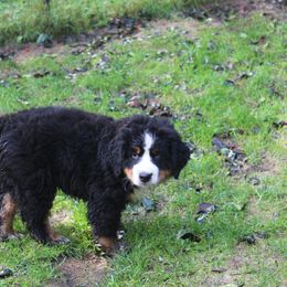 Bernese Mountain Dog Puppies from Baby Bear Bernese Kennel