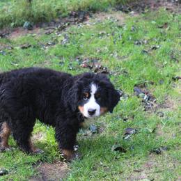Bernese Mountain Dog Puppies from Baby Bear Bernese Kennel