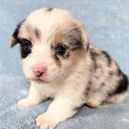 Mac (Blue merle, triple clear) - Blue merle and white male American Corgi puppy in Scottown, Ohio from Wyndy Ridge Corgis
