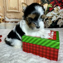 Mia 4400  Tiny.. - Black tan and white female Biewer Terrier puppy in Nicholls, Georgia from Southeast Biewers