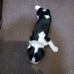 Spot aka boy 3 (Grey collar) - Tri-color male Cavalier King Charles Spaniel puppy in Albany, Oregon from Hit Parade Cavaliers