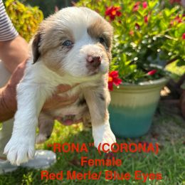 Miniature Australian Shepherd Puppies from SWLA MINI AUSSIES