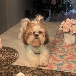 Abby - Shih Tzu
