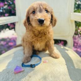 Blue collar - Red  male Goldendoodle puppy in Valdosta, Georgia from Fifth Day Farm