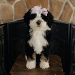 'Plum' Purple Collar Female - Tri-color female Bernedoodle puppy in Kamas, Utah from A + E Farms