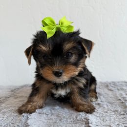 Mickey - Black and tan male Yorkshire Terrier puppy in Los Angeles, California from 818 Yorkies