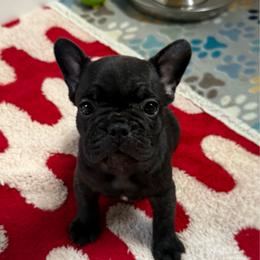Green collar - Black and white female French Bulldog puppy in Livingston, Texas from Drake Home Frenchies