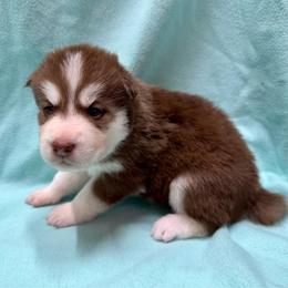 Comet - Brown and white male Siberian Husky puppy in Columbus, Nebraska from Happy Howlin' Smokey Mountain Huskies