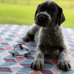 Silver Girl - Liver and white female German Wirehaired Pointer puppy in Reddick, Florida from Afterhours German Wirehaired Pointers and Basset Fauve de Bretagne