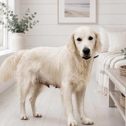 Nola - Golden Retriever