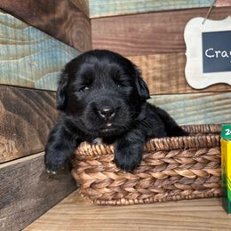 Crayola - Black female Newfoundland puppy in Tully, New York from Bear Paw Newfoundlands
