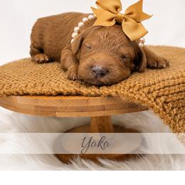 Yoko - Red  female Goldendoodle puppy in State Road, North Carolina from Must Love Doodles