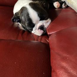 Dave - Seal brindle and white male Boston Terrier puppy in Chattanooga, Tennessee from Wagtime Boston Terriers