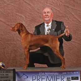Bella - Vizsla