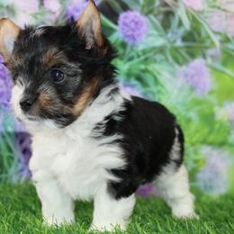 Edward 3750 - Black tan and white male Biewer Terrier puppy in Ambrose, Georgia from Southern Star Biewer Terriers